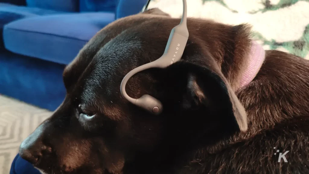 anjing memakai earbud