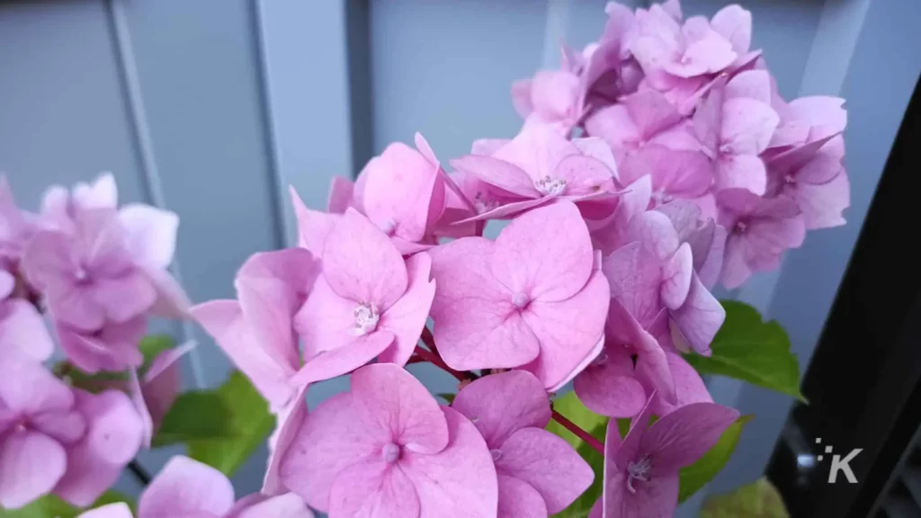 用智能手机拍摄的鲜花照片
