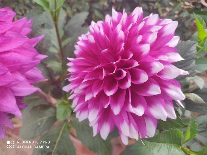 Redmi Note 9 Pro Review: Taking a small step forward - IMG 20200312 094446