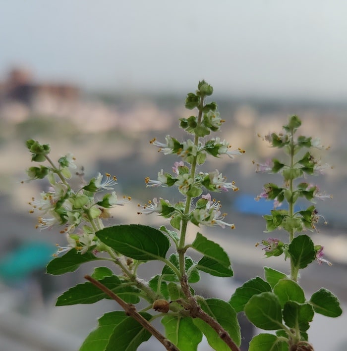 OnePlus 8 Pro Review: Big Time for OnePlus! - oneplus 8 pro camera sample 2