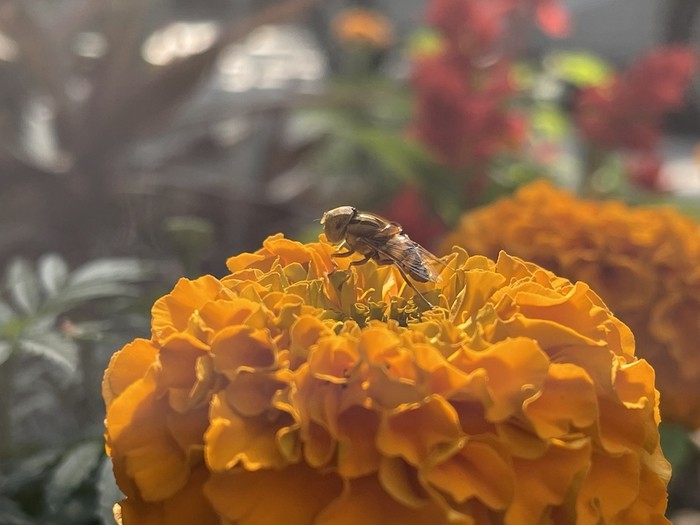 iPhone 12 Pro Max Camera Review: The world has a new phone camera champ - IMG 0093
