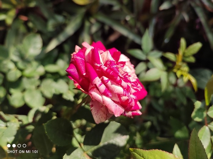Xiaomi Mi 10i Review: Mi brings Big Megapixels to the Mid-Segment - 1609762493537