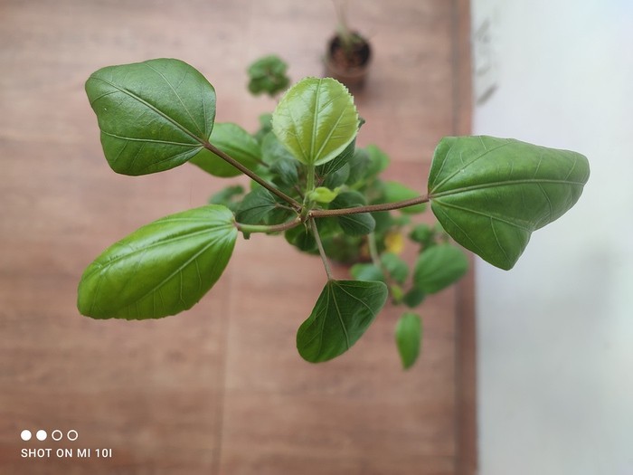 Xiaomi Mi 10i Review: Mi brings Big Megapixels to the Mid-Segment - IMG 20210102 124644