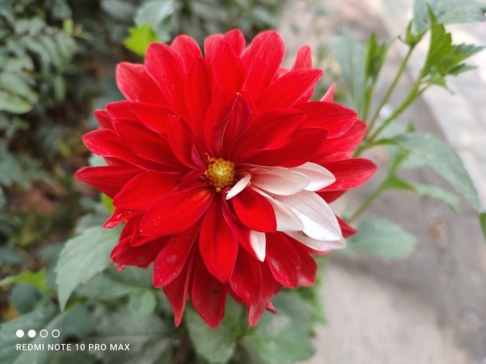 Redmi Note 10 Pro Max Review: The New Sub-Rs 20,000 Boss! - IMG 20210310 105503 rotated