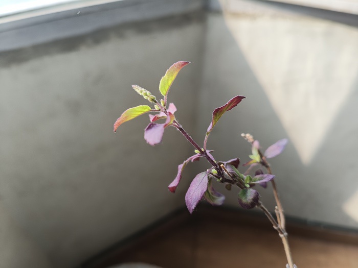Oppo Reno 7 Pro Review: Lots of beauty... and a bit of a beast - IMG20220209095910
