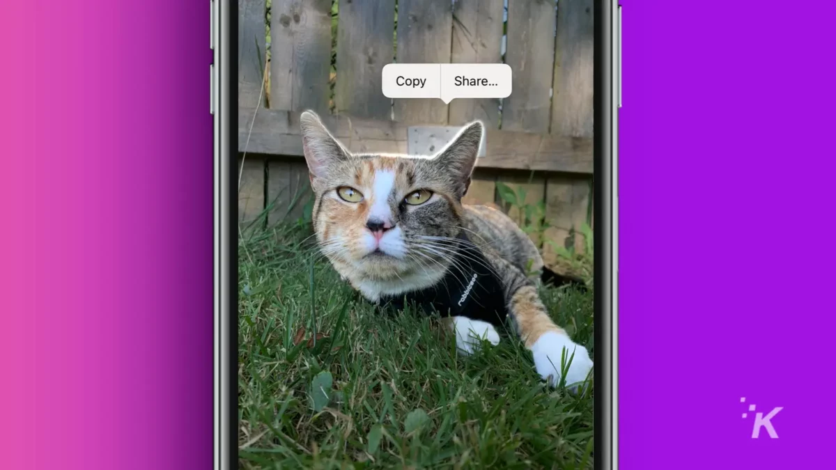 iPhone в фотоальбоме с котенком на травяном поле
