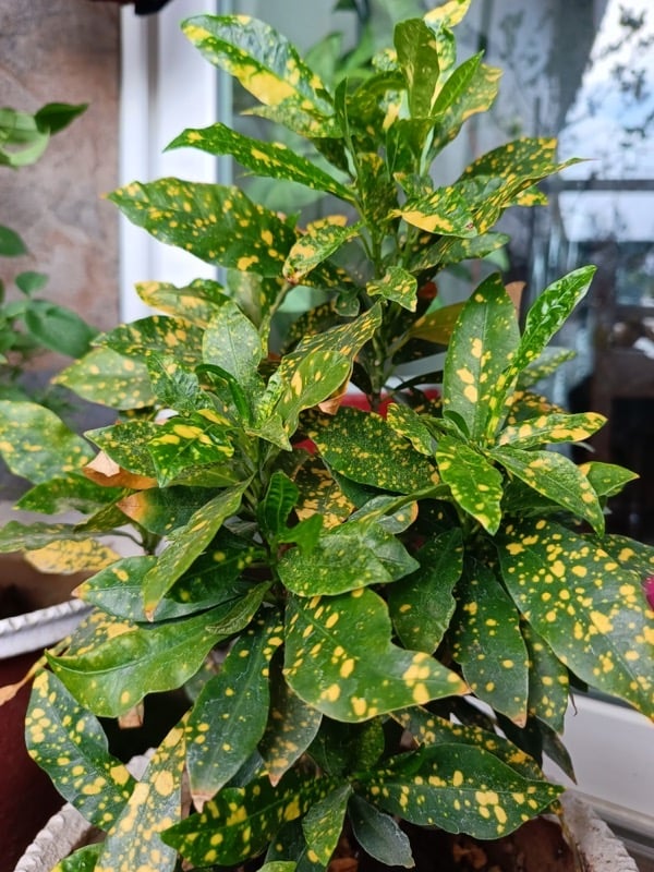 realme 11 pro daylight camera sample