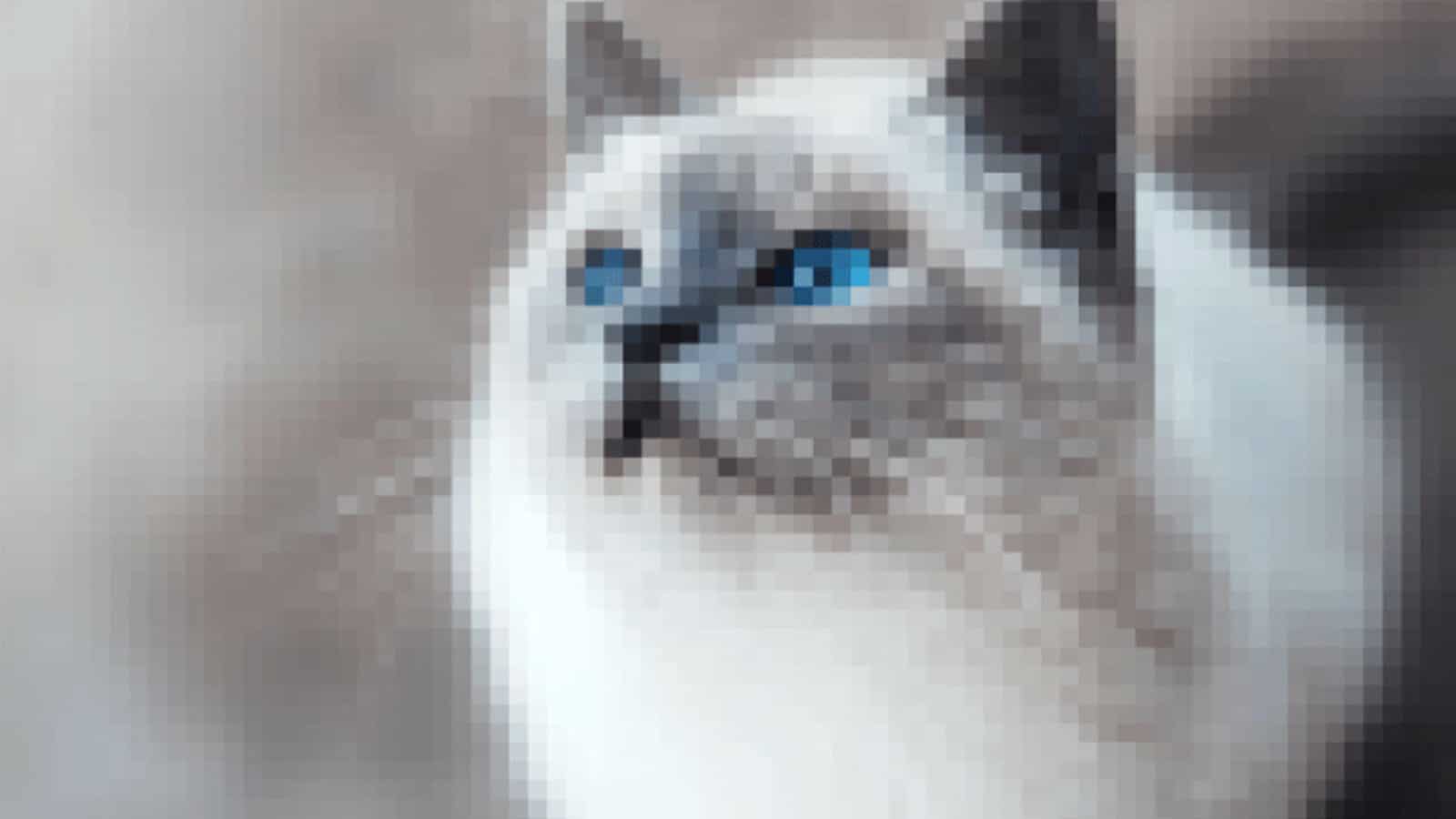 Man sieht verschwommen eine Katze, die im Tiergehege umherirrt.