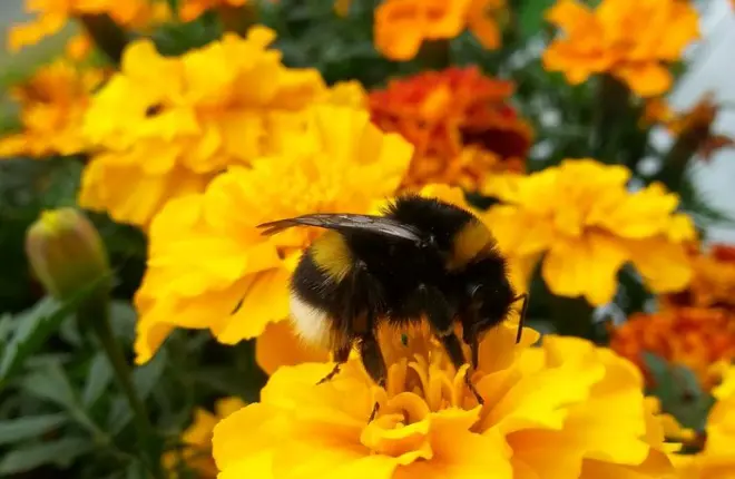 Bumble notifie-t-il l'homme lorsqu'il y a une correspondance ?