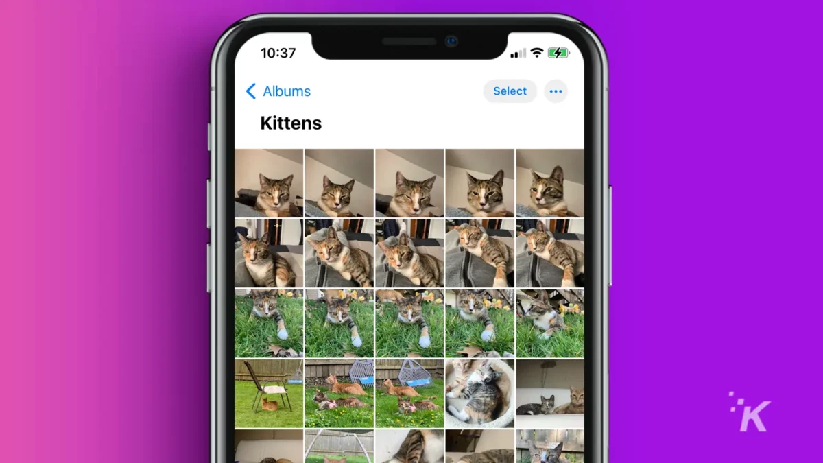 cum se convertesc fișierele heic în jpg Iphone photos album of kittens
