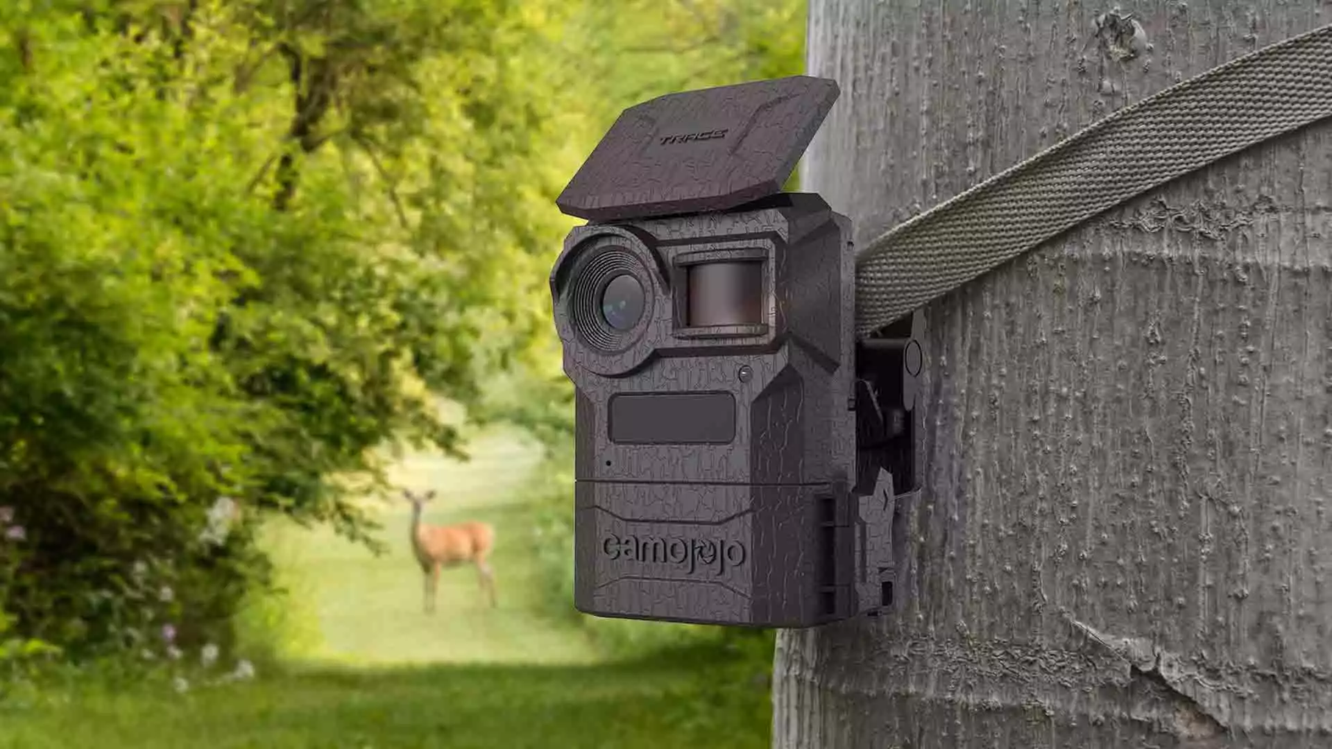 мгновенно следите за игрой с помощью следящей камеры Camojojo Camojojo live stream trail camera
