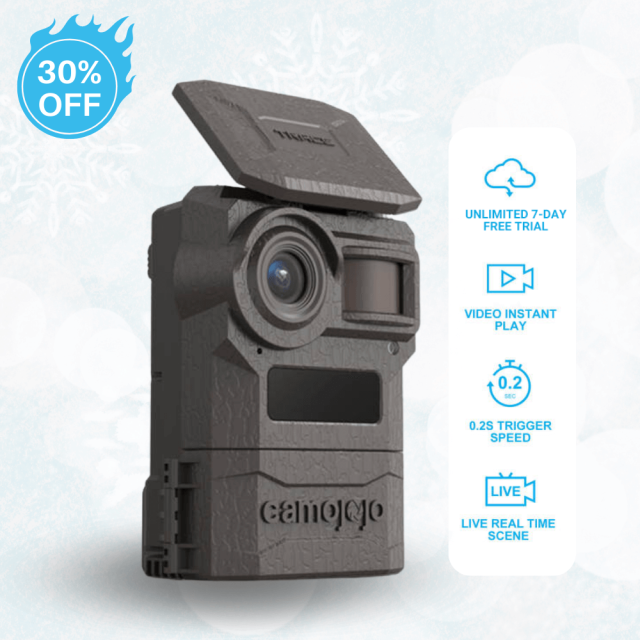 мгновенно следите за игрой с помощью следящей камеры Camojojo Camojojo live stream trail camera