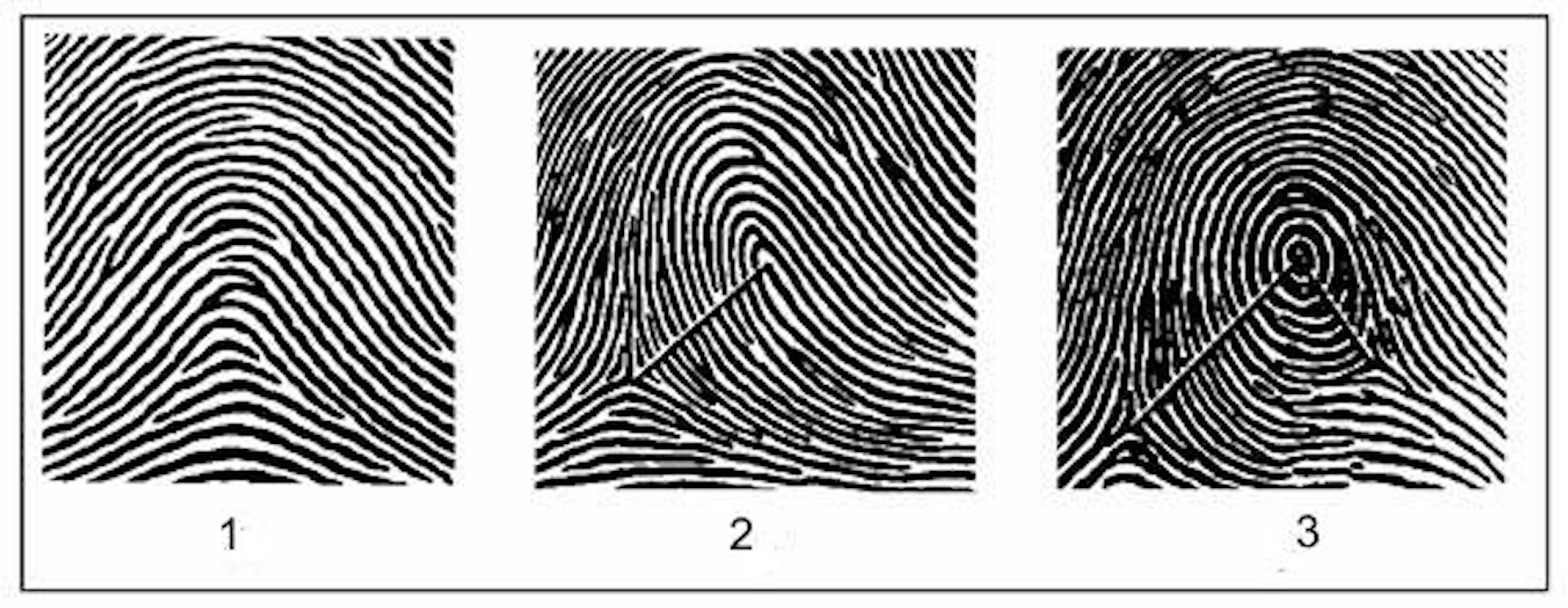 Una técnica innovadora revela huellas dactilares con impresionantes detalles en 3D Three fingerprint ridge patterns shown in black and white. The ridges on the left look like a hill, the center looks like a hill with a loop on top, and on the right the ridges form a circle.