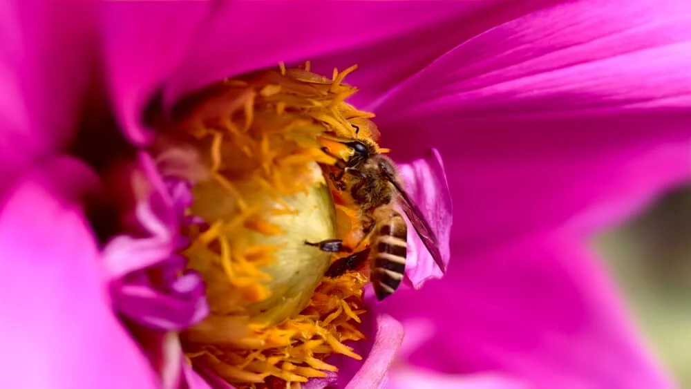 vivo x100 pro macro photography 3