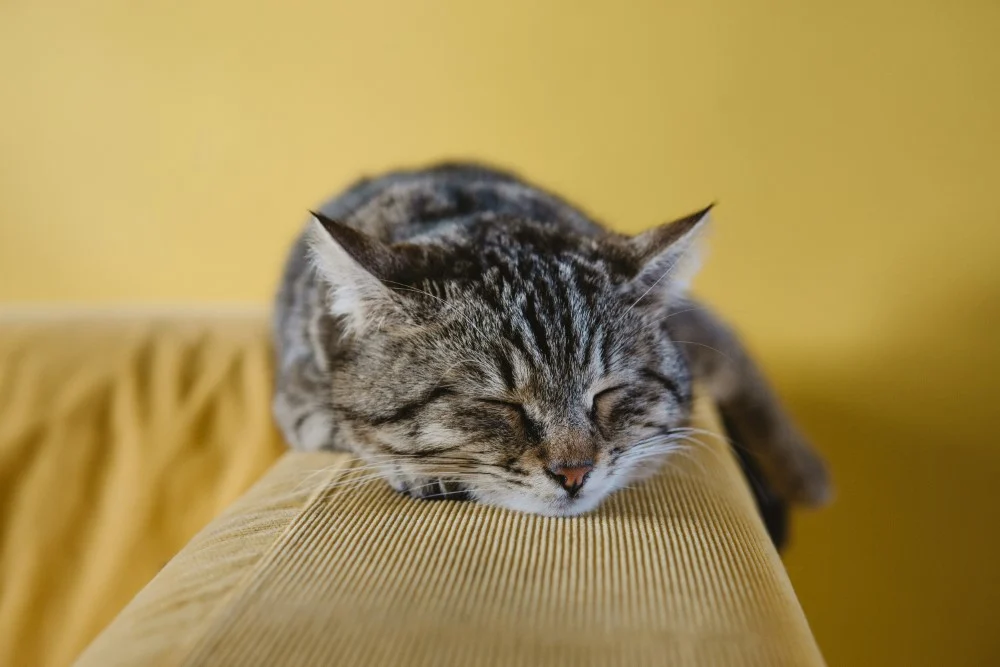 มีสุขอนามัยในการนอนหลับที่ดีขึ้น green noise: the white noise alternative you should be using - have a better sleep hygine