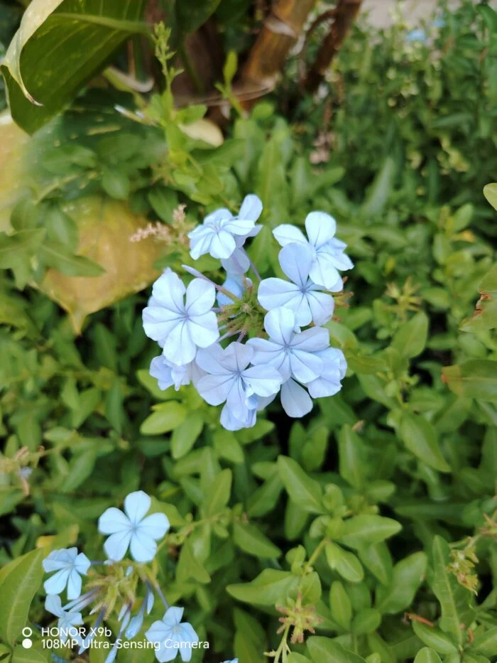 flowers shot on honor x9b