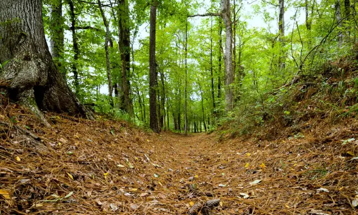 Davy Crockett National Forest