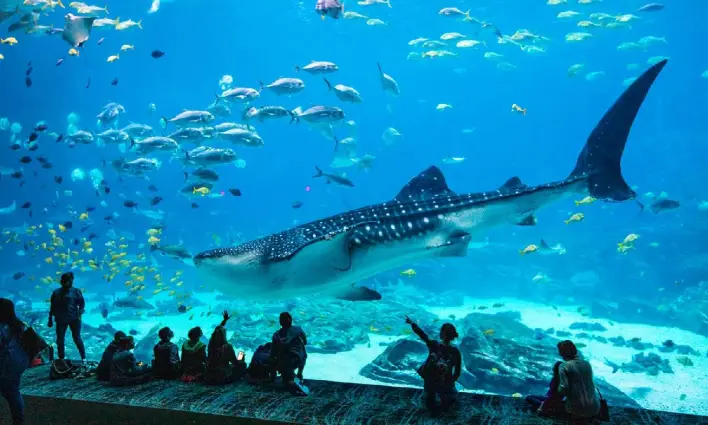 11 meilleurs aquariums du Texas à visiter en 2024