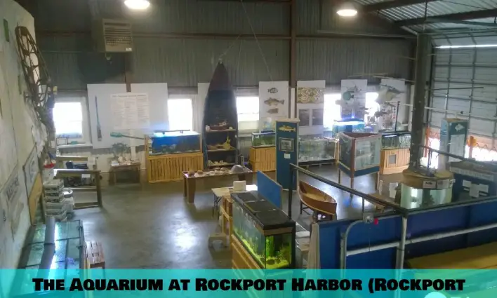 L'Aquarium du port de Rockport (Rockport)