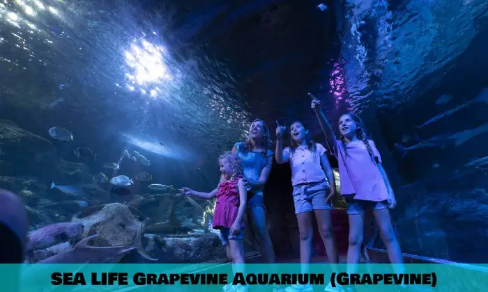 Aquarium de vigne SEA LIFE (vigne)