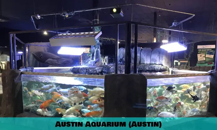 Aquarium d'Austin (Austin)