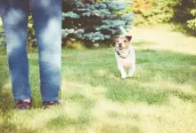 Ghidul dumneavoastră expert pentru animale de companie Proiectarea esteticii casei dvs. având în vedere labele