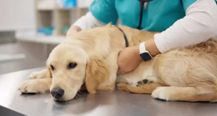 Protejați-vă afacerea de plimbări cu câinii cu asigurarea pentru afaceri cu animale de companie