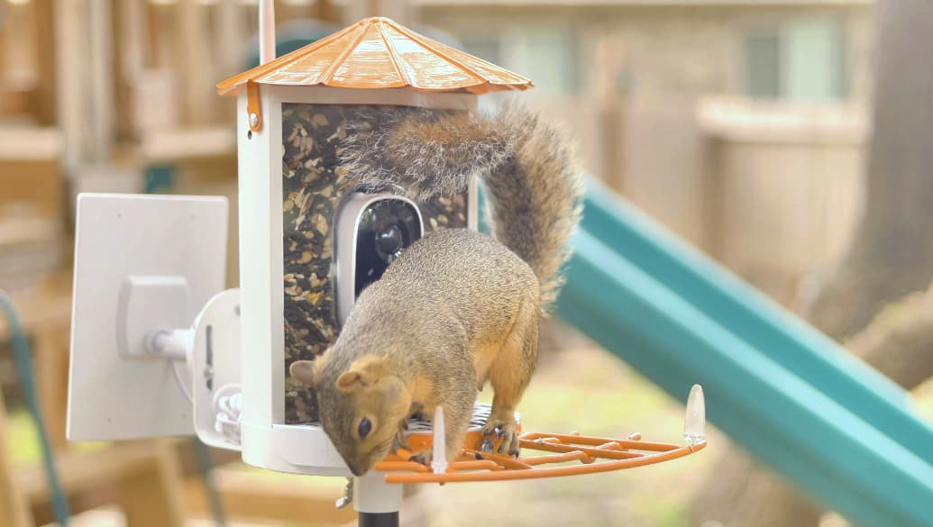 Scoiattolo che mangia sulla mangiatoia per uccelli con la macchina fotografica