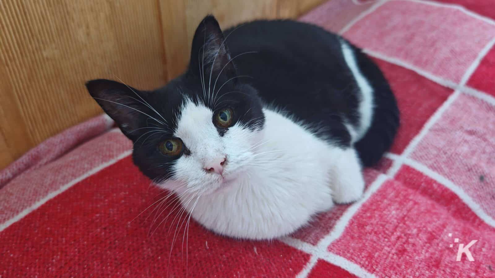 Kırmızı battaniyenin üzerinde siyah beyaz kedi