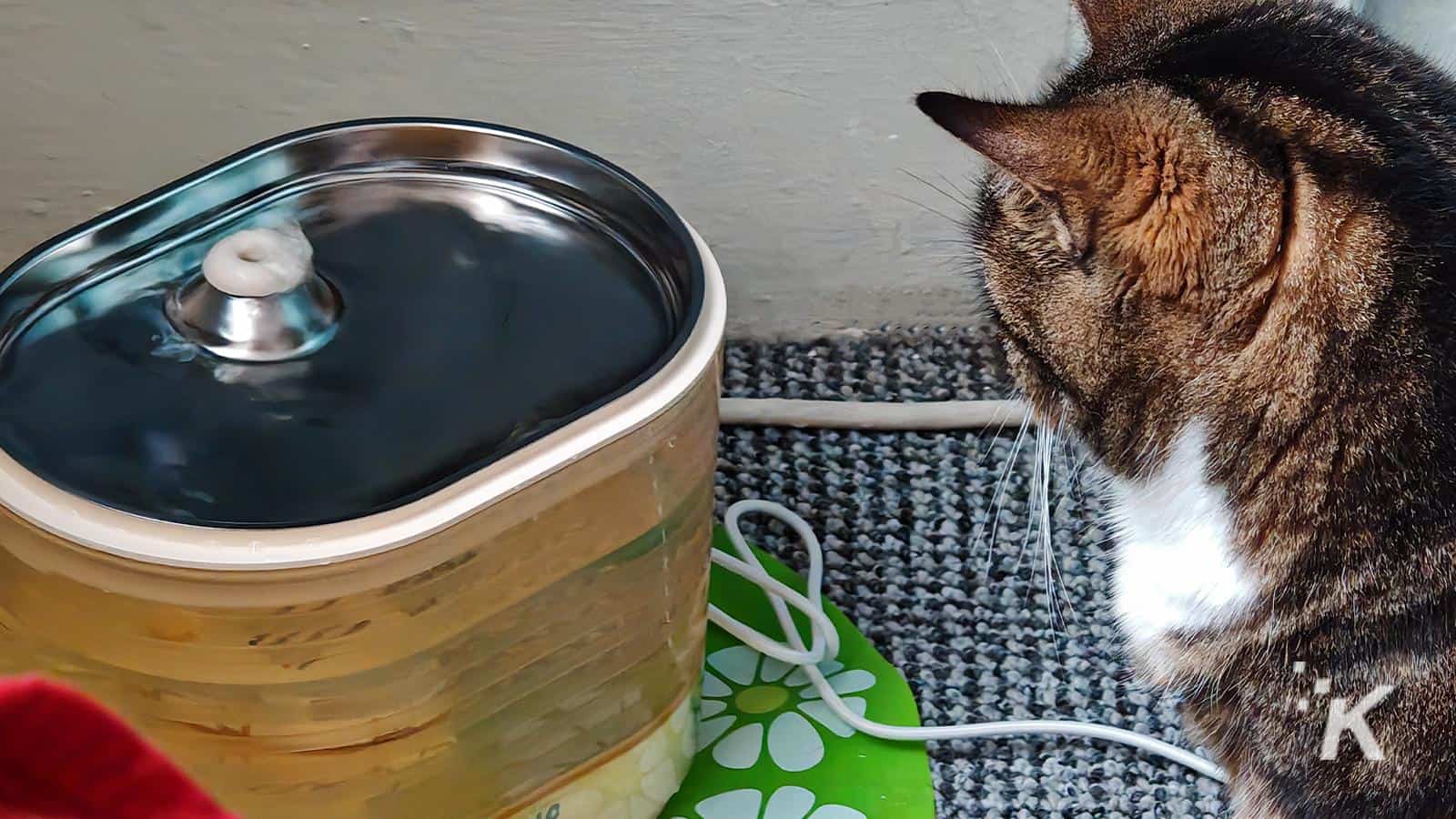 İçeride çeşmeden su içen kedi