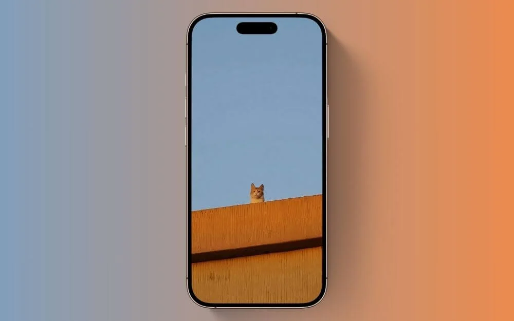 cat on rooftop lock screen wallpaper