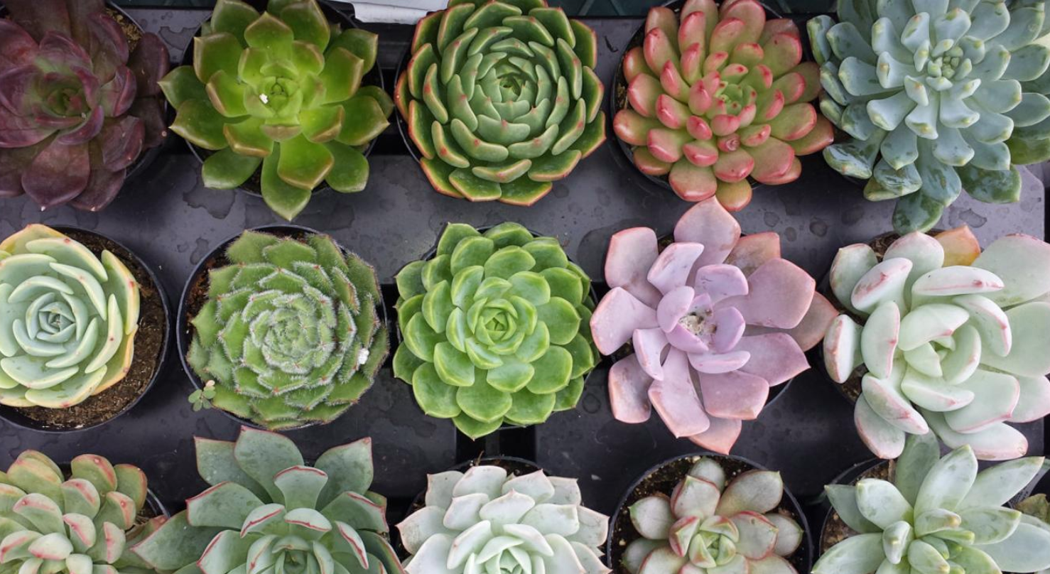 Succulentes