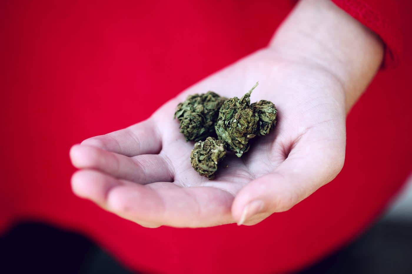 cbd en la mano de las personas