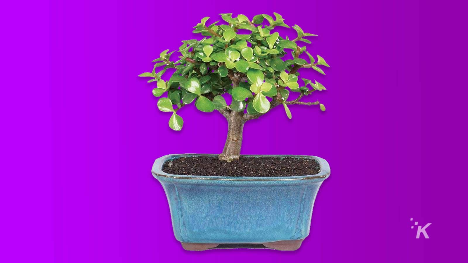 árbol enano