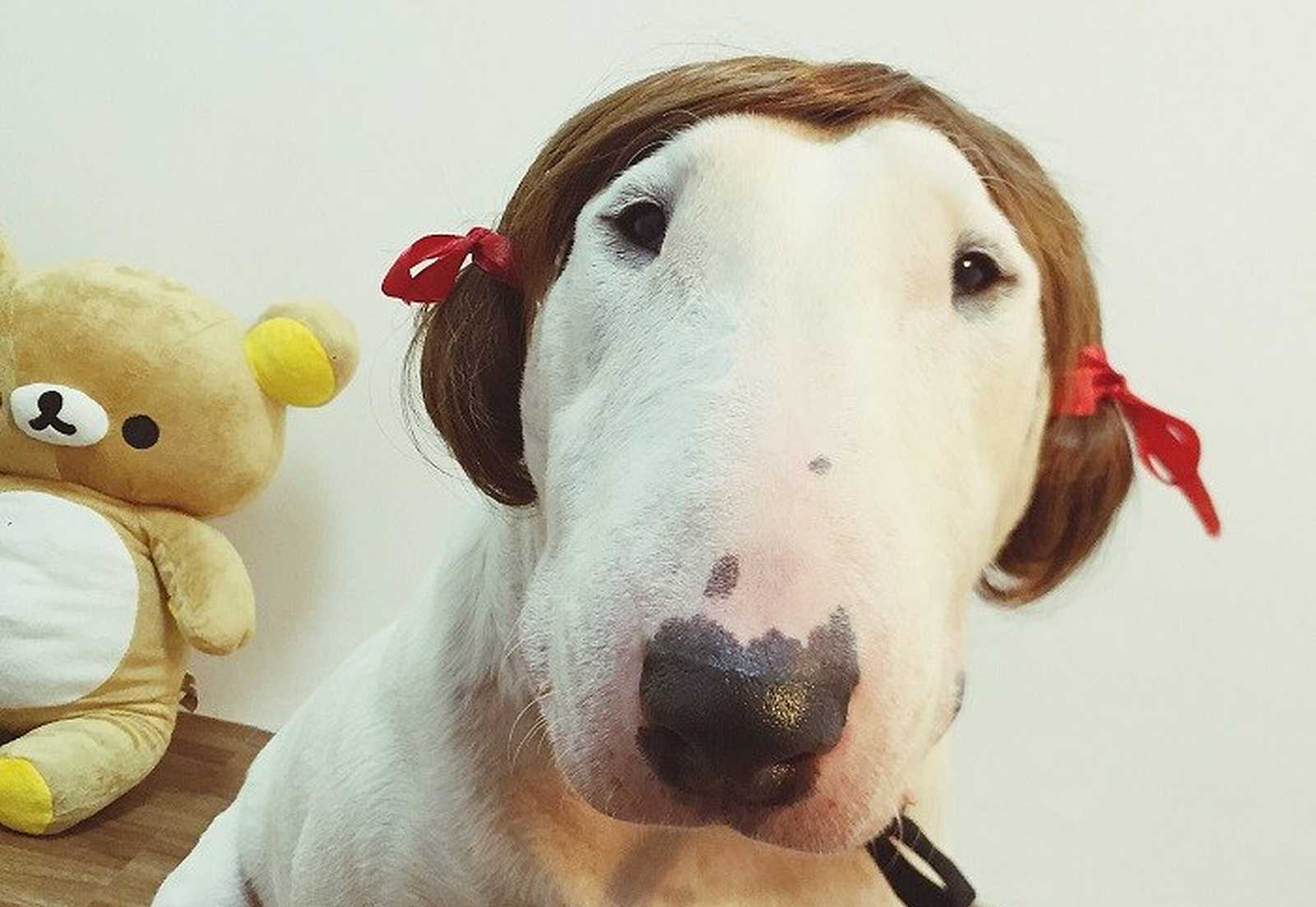 un cane che indossa una parrucca