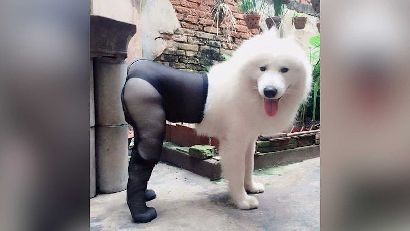 un cane che indossa le calze
